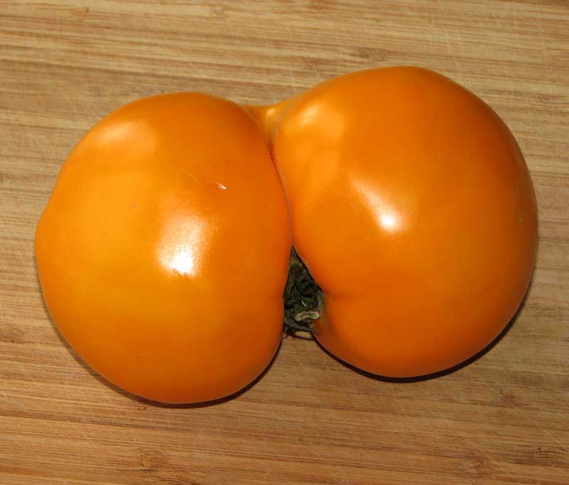image: big-ass-tomato-22